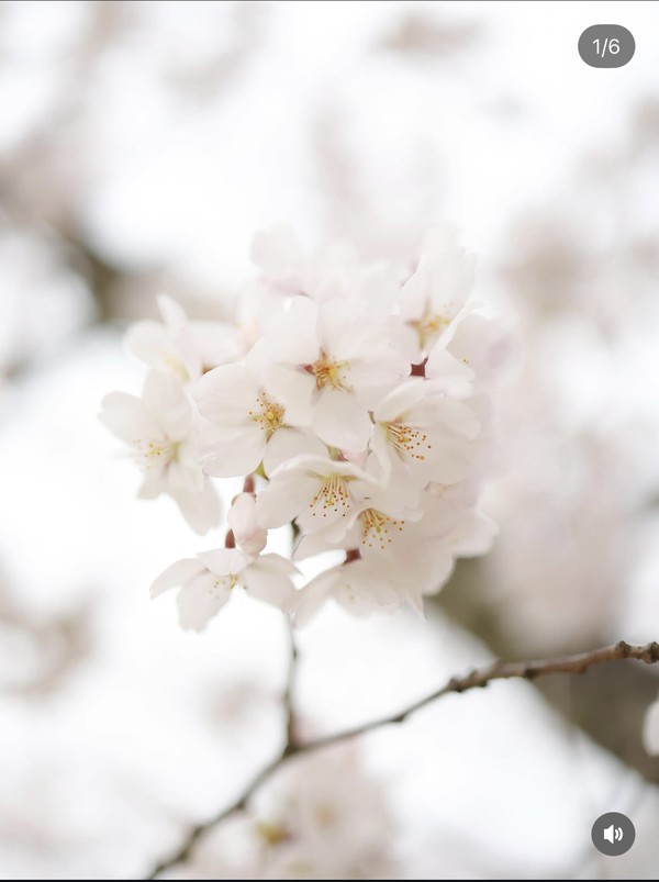 桜の写真を使った投稿